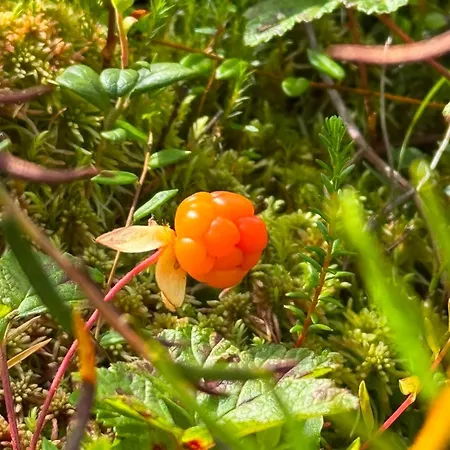 Pine Ridge - Nature's Own Secret Hideaway Chalet *