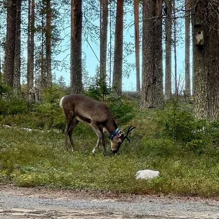 Pine Ridge - Nature's Own Secret Hideaway * Kuusamo